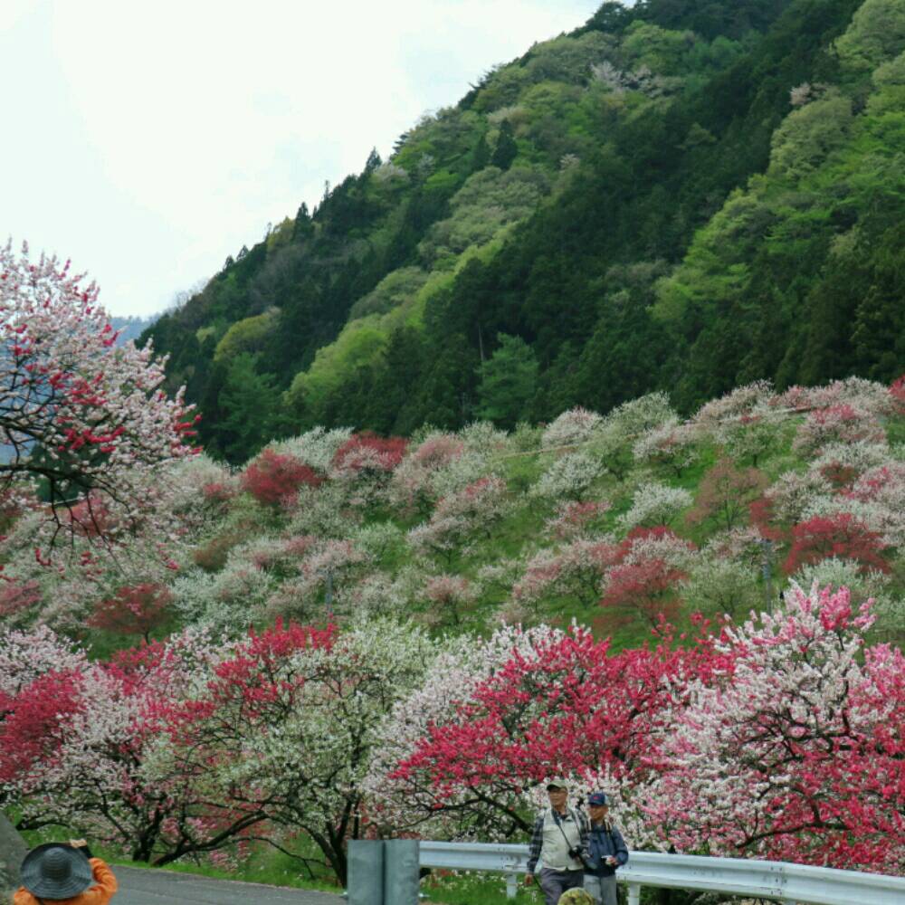 花桃の里に行きました❀写真沢山)^o^(